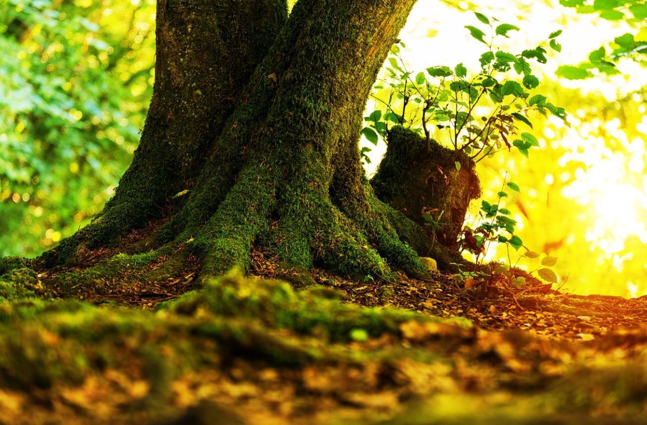 The roots and truck of a tree