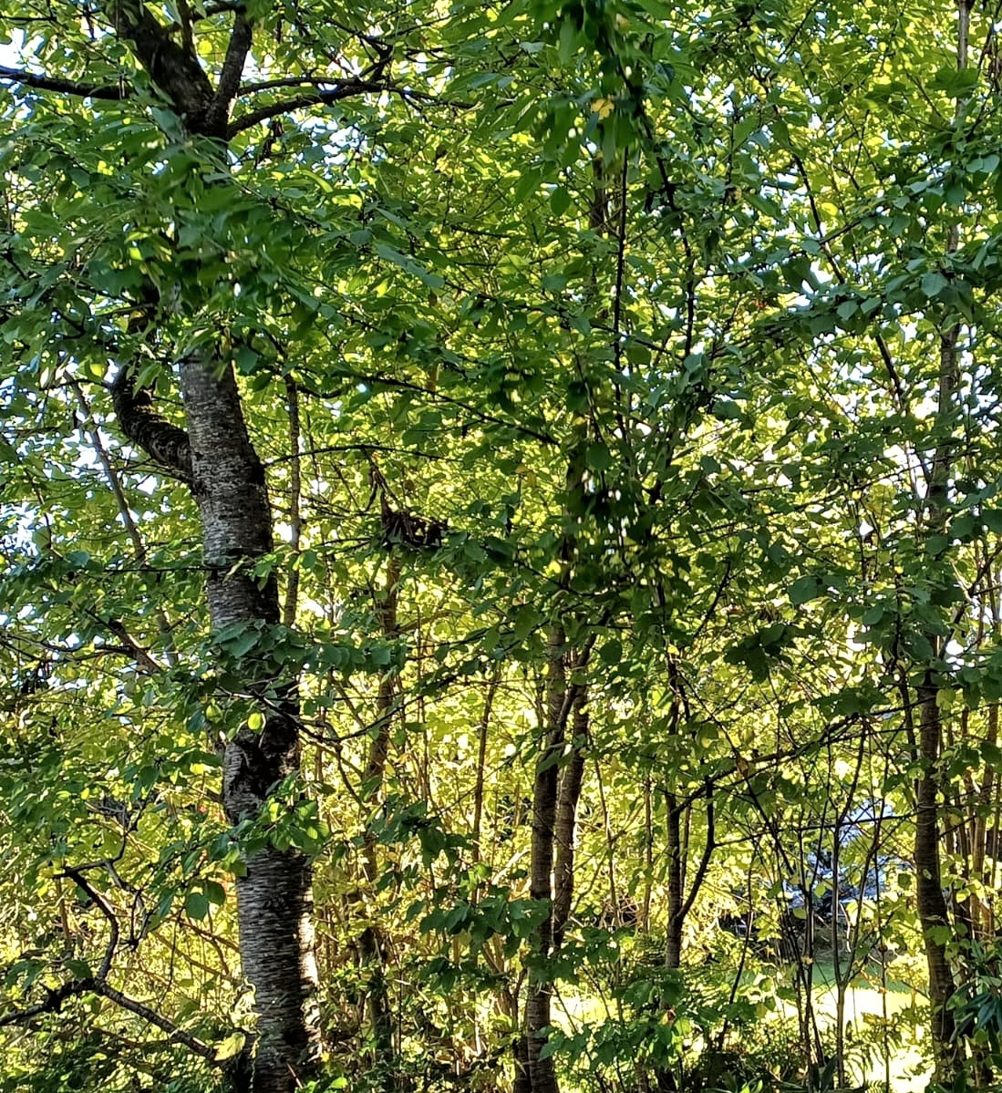 Leaves and trunks