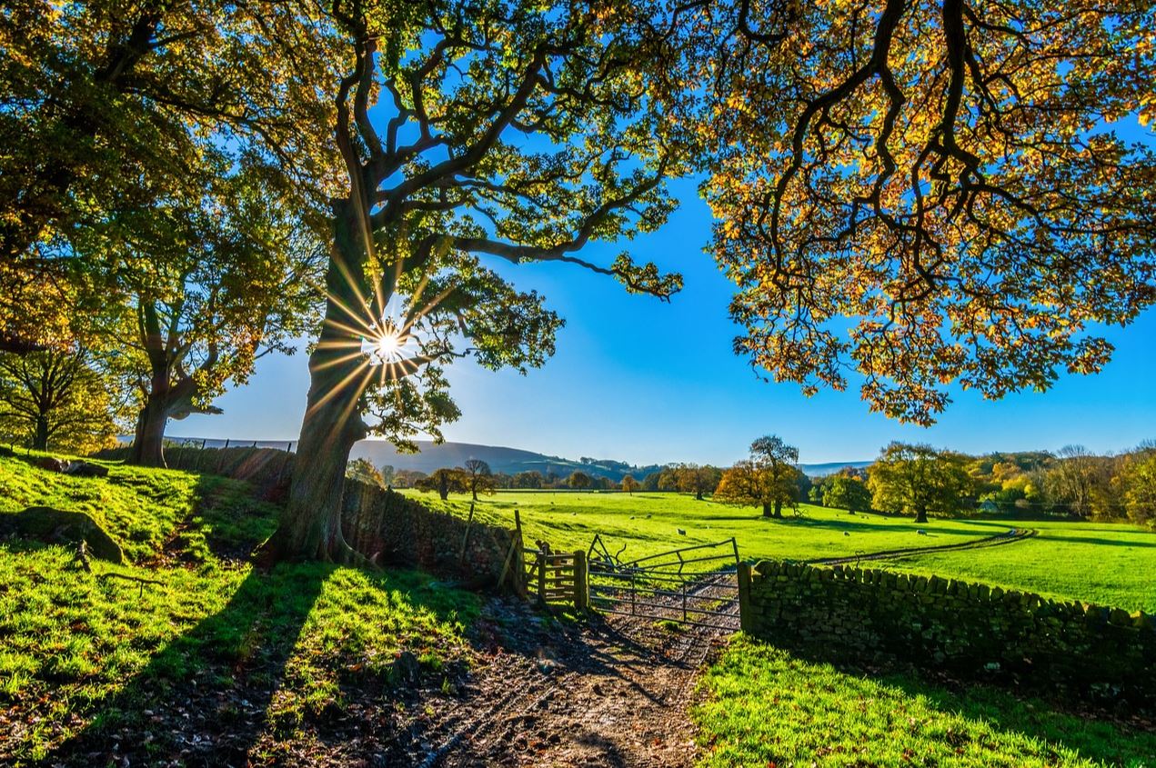 A photo of green fields in the sun with trees in them