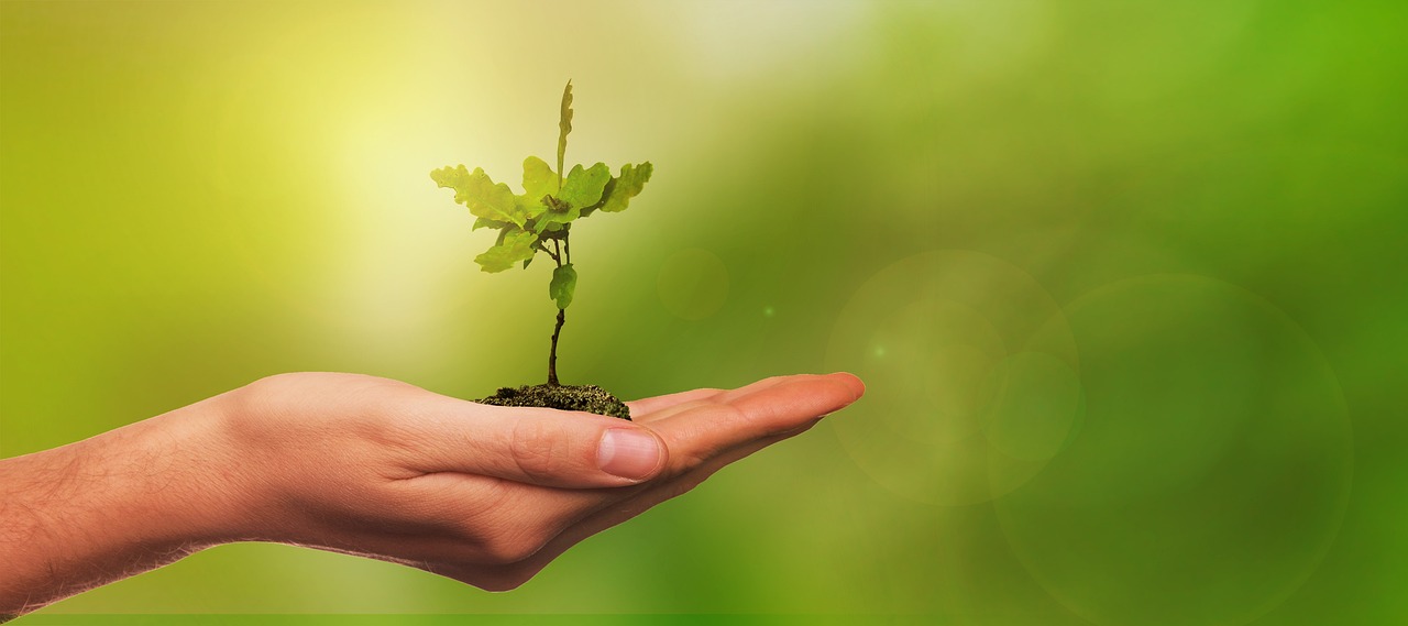 A hand holding a sapling