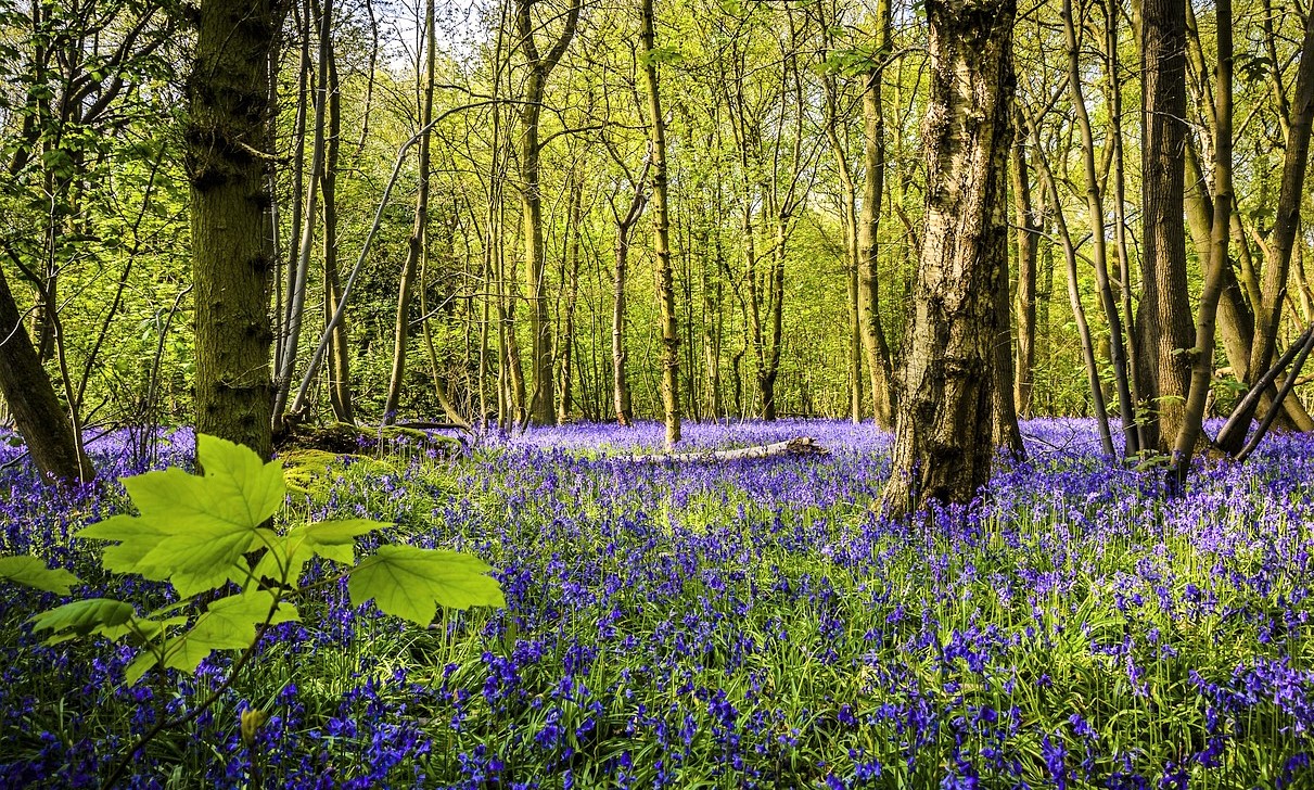 A forest floor with bluebells