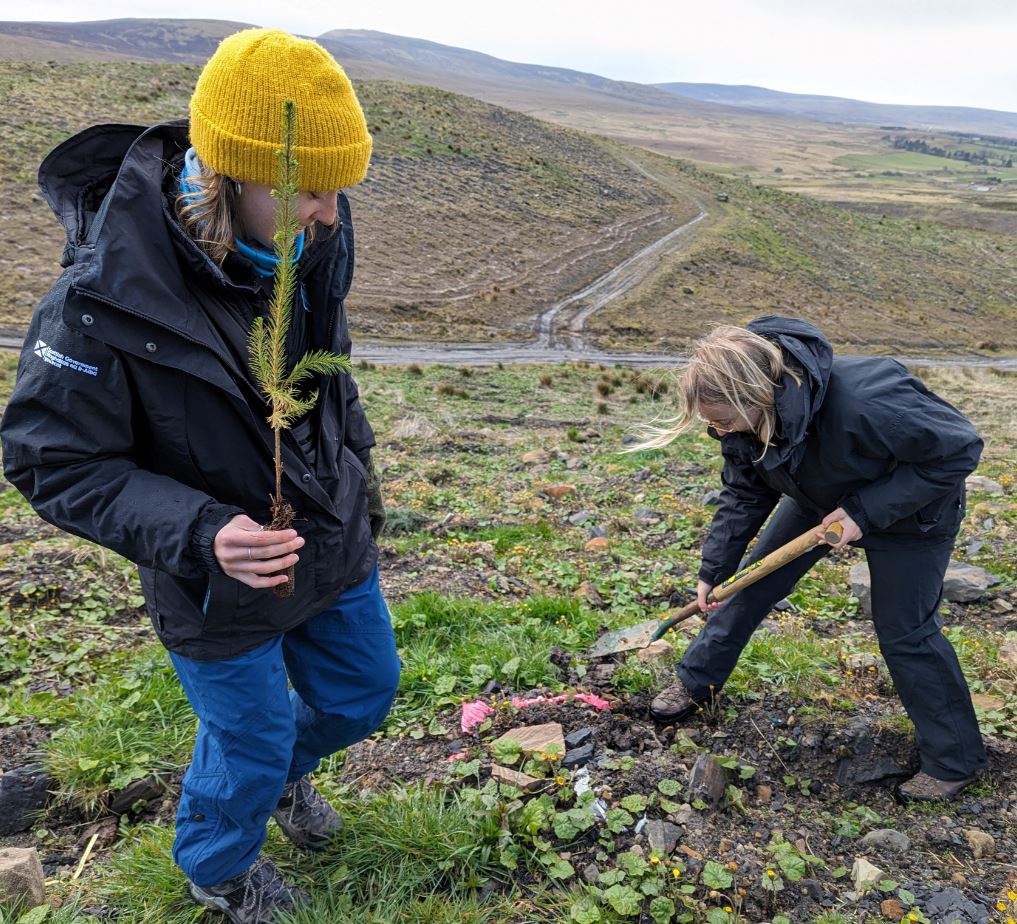 Members of the code team planting a tree