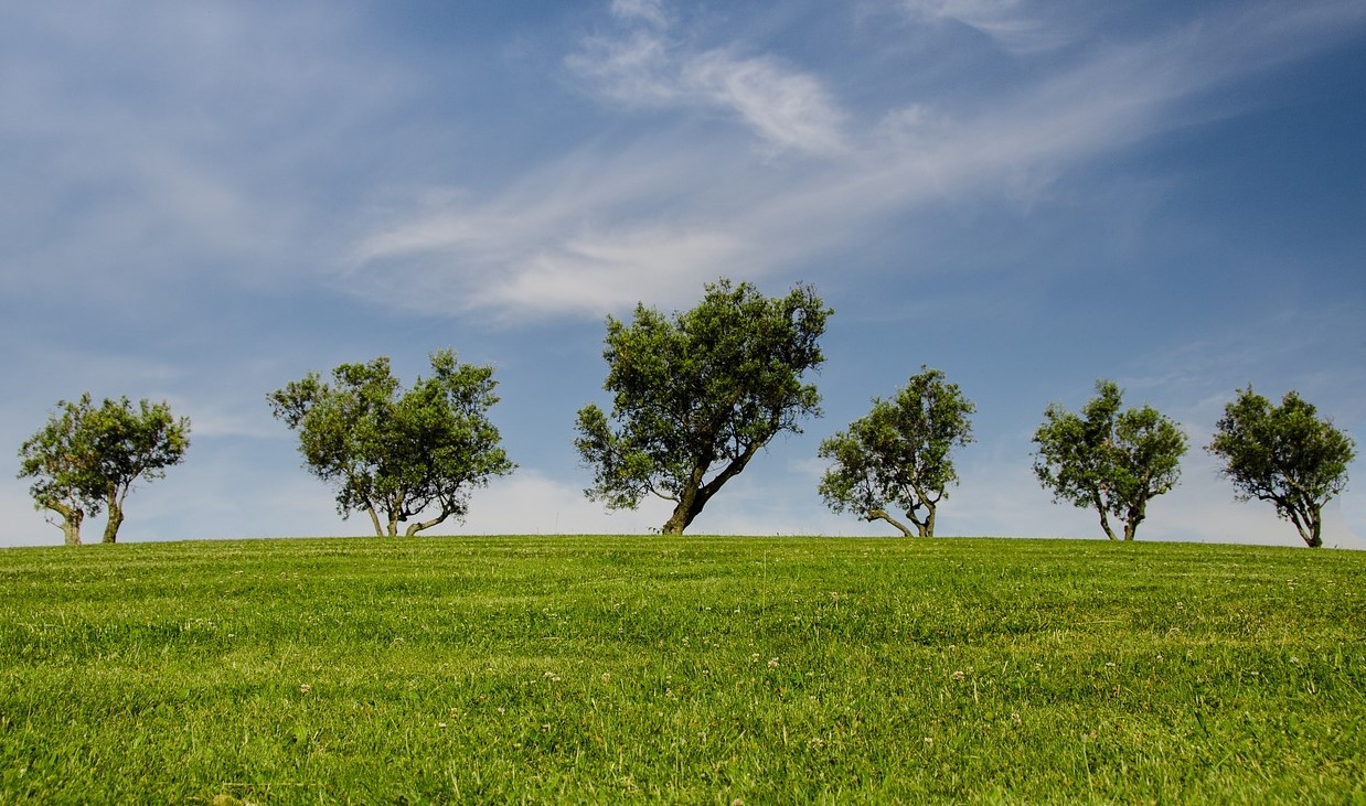 Trees on a hill with grass and blue sky