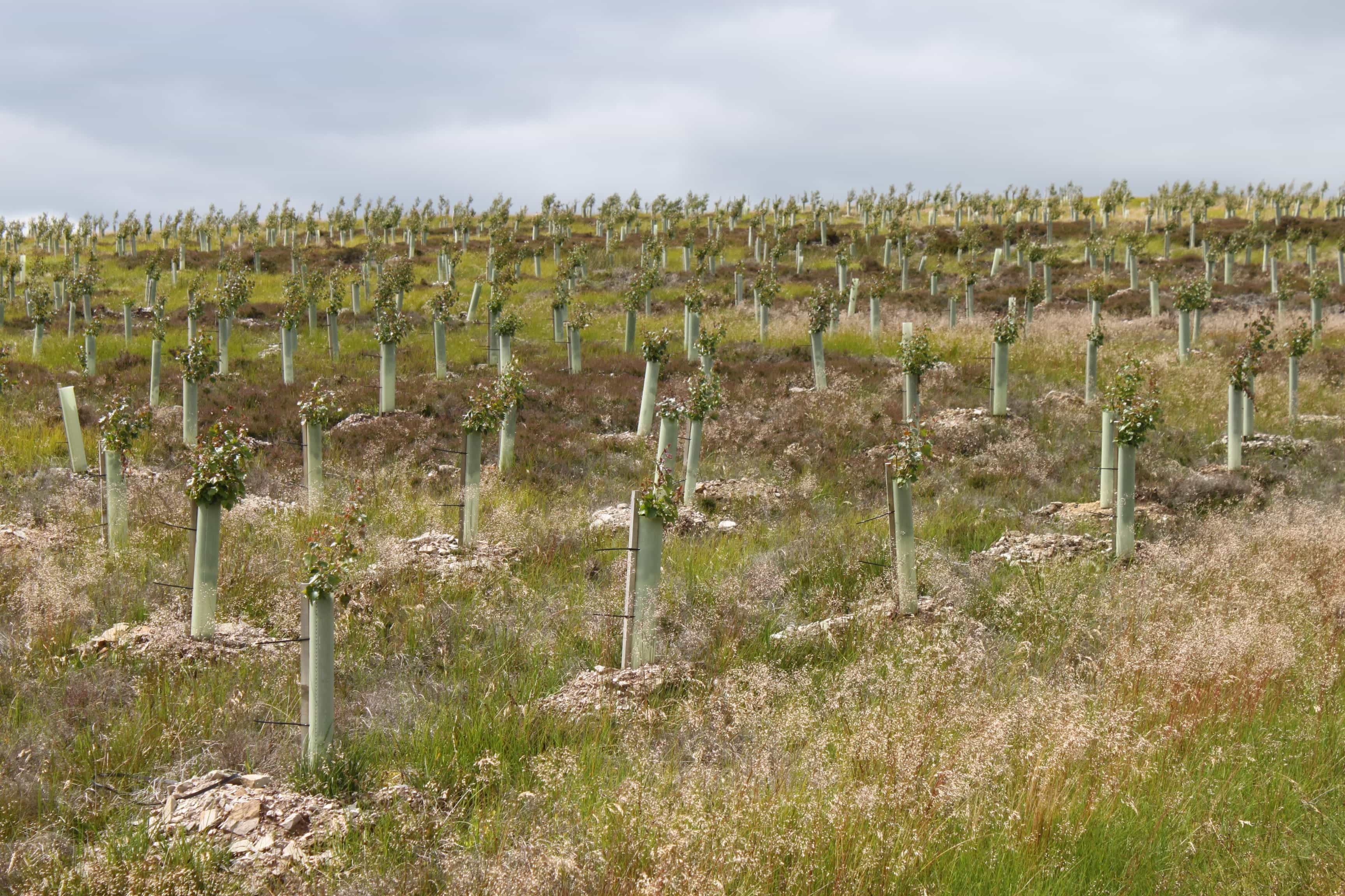 Extensive area of native broadleaves after first growing season