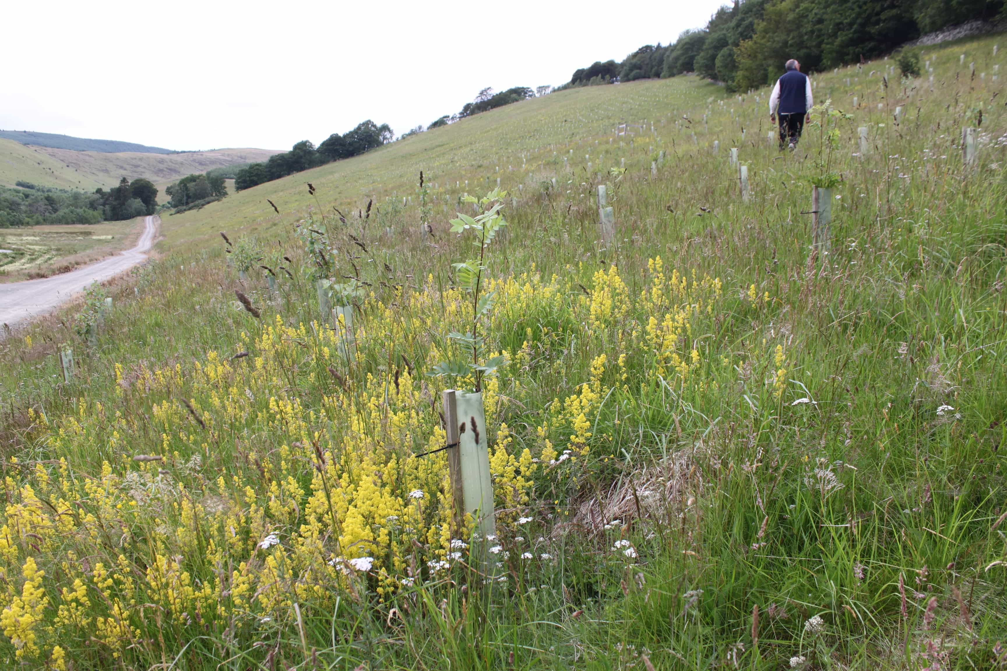 Broadleaves near entrance where there was no ground preparation to reduce the impact of planting on wild plands and herbs