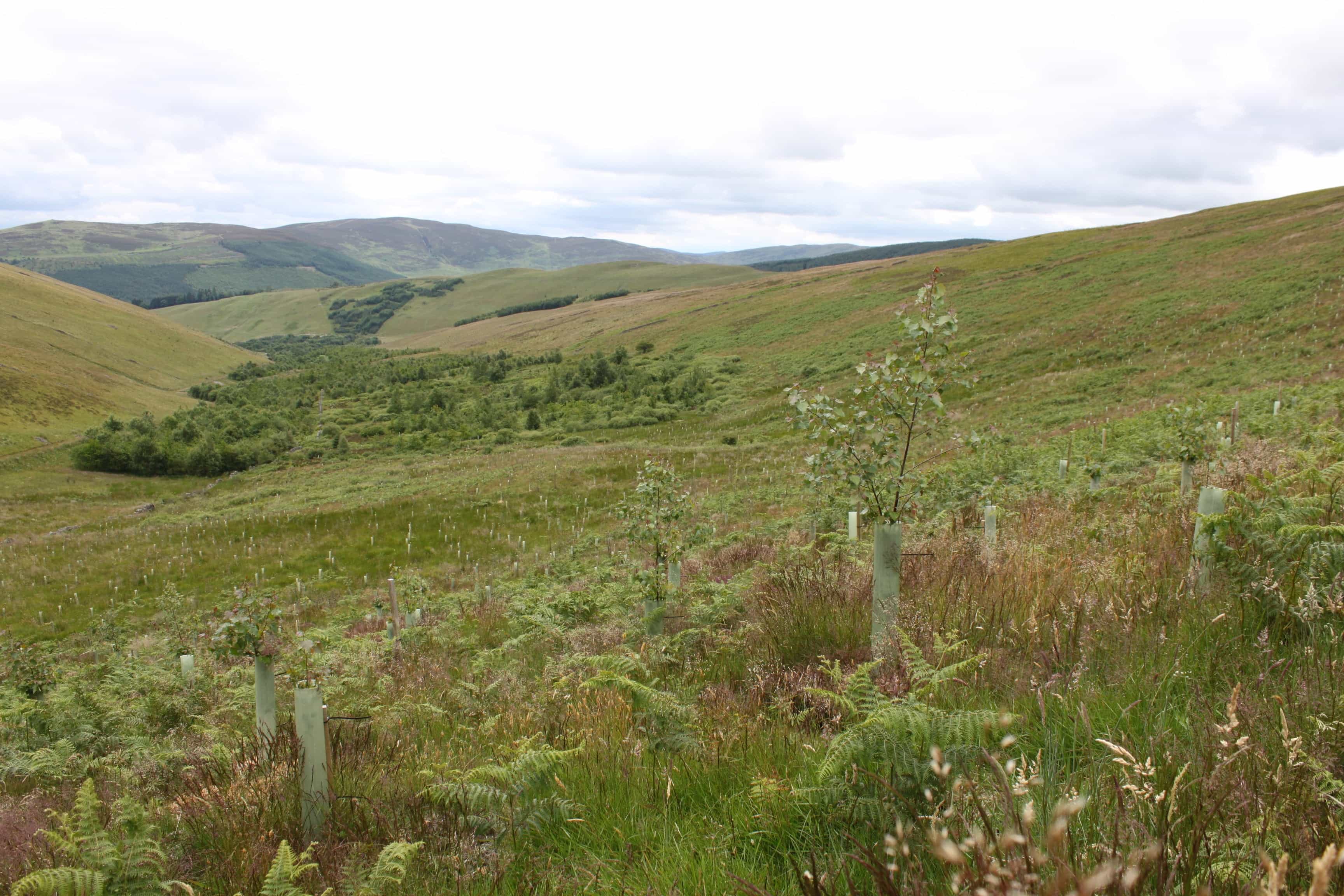 Native broadleaved planting extending up from existing planting provides visual interesta nd a buffer for surface water runoff