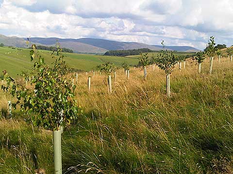 Crairieknowe Sep2010 Copyright ForestCarbonLtd