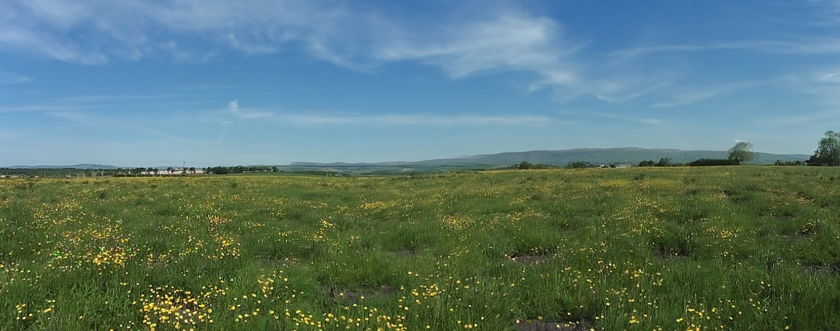 caledonian woodland carbon scheme landscape