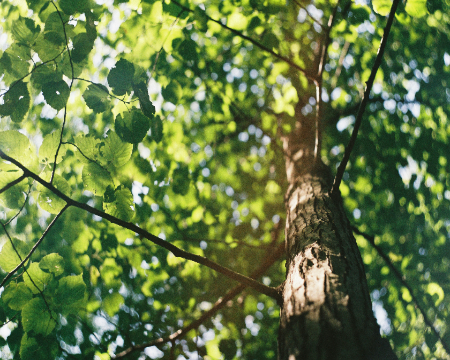 Image of native broadleaf tree and leaves, the sun is shining through